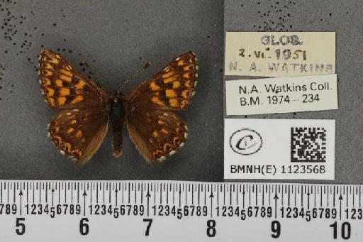 Hamearis lucina (Linnaeus, 1758) - BMNHE_1123568_78456