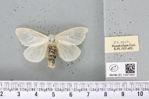 Leucoma salicis (Linnaeus, 1758) - BMNHE_1561500_251118