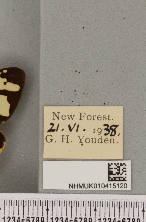 Arctia villica britannica Oberthür, 1911 - NHMUK_010415120_label_520129