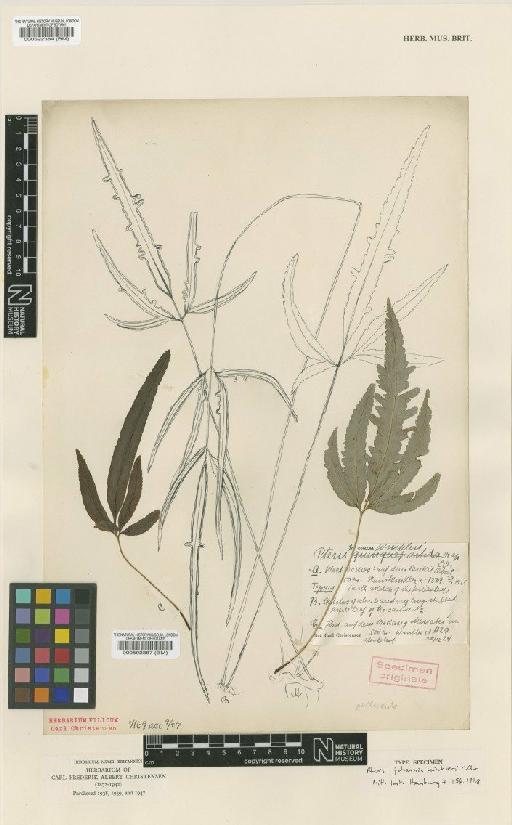 Pteris johannis-winkleri C.Chr. - BM000592384