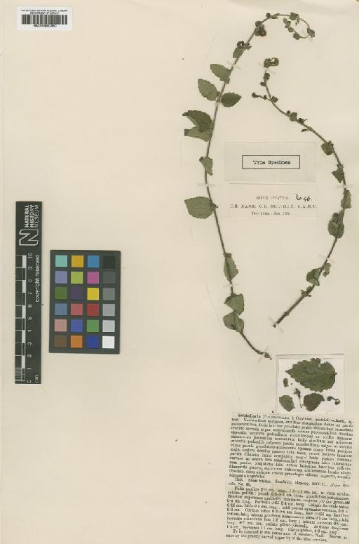 Scutellaria semicircularis S.Moore - BM000950450