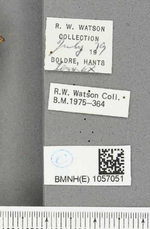 Aglais urticae ab. nigricaria Lambillion, 1902 - BMNHE_1057051_label_46730