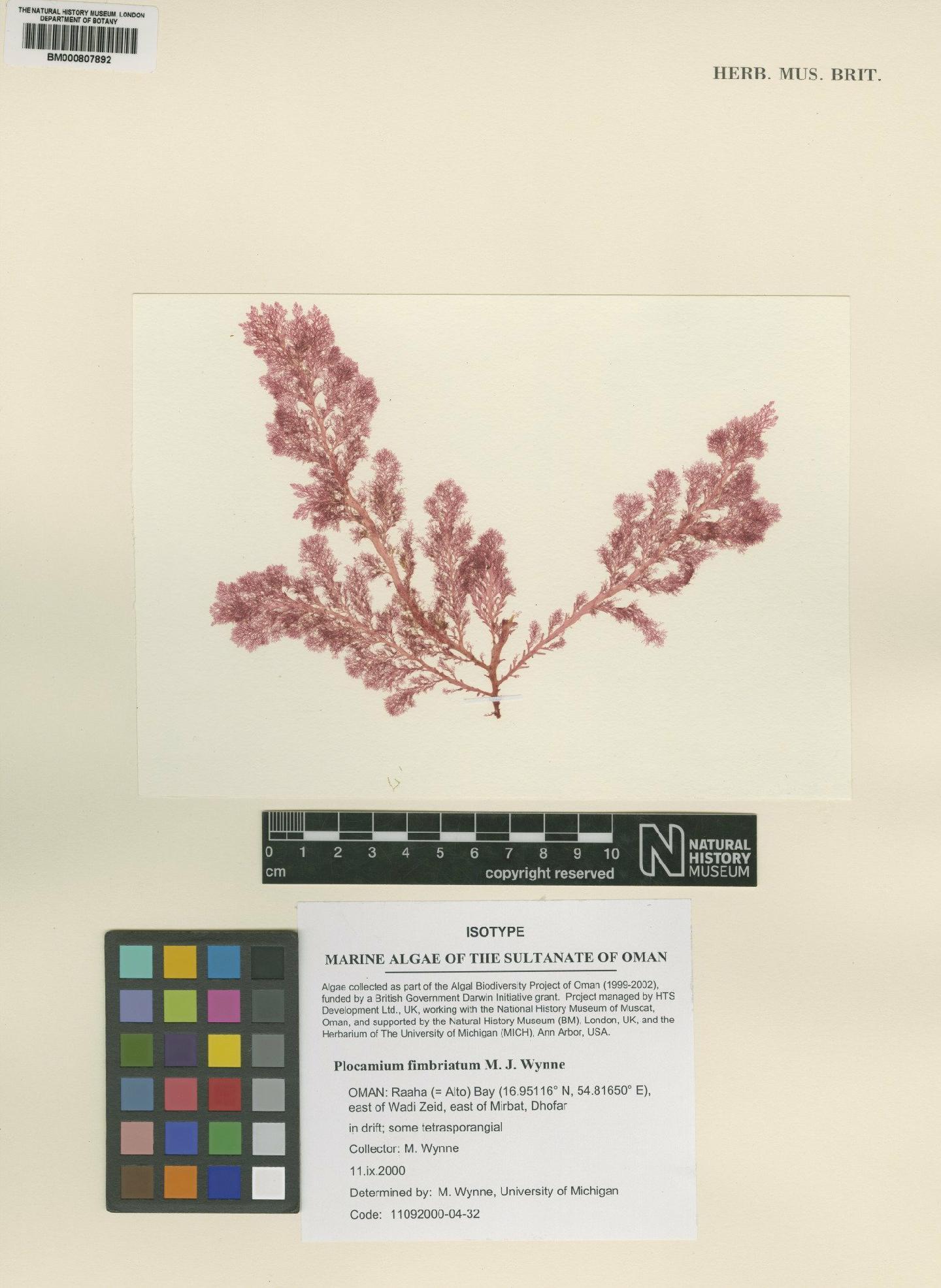 To NHMUK collection (Plocamium fimbriatum M.J.Wynne; Isotype; NHMUK:ecatalogue:4817716)