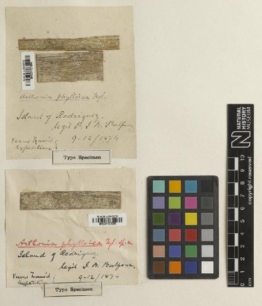Arthonia phylloica Nyl. - BM001107399