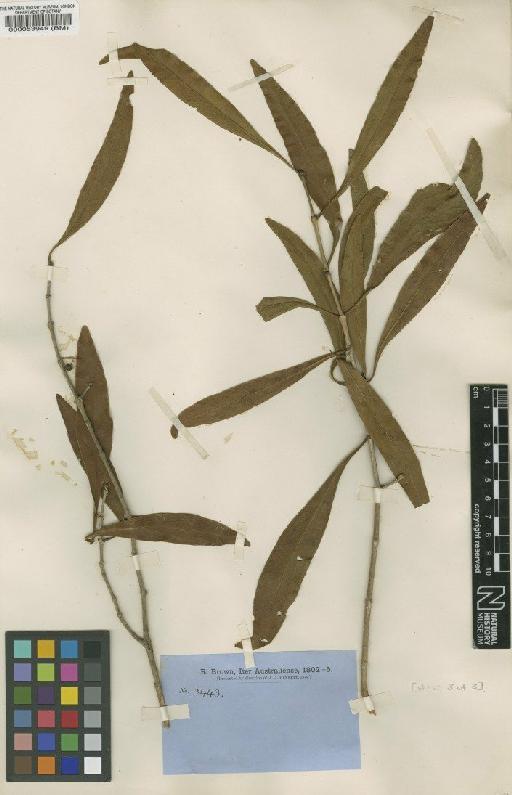 Canthium attenuatum R.Br. - BM000053949