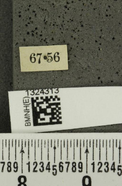 Acalymma albidovittatum (Baly, 1889) - BMNHE_1324313_label_20780