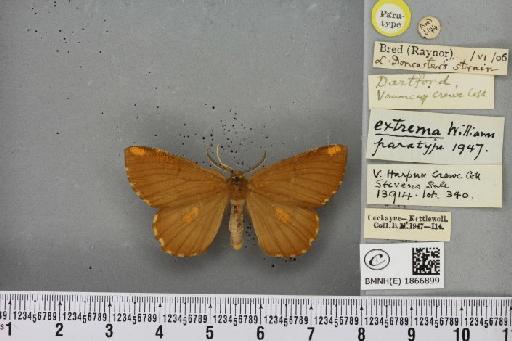 Angerona prunaria ab. extrema Williams, 1947 - BMNHE_1866899_440133