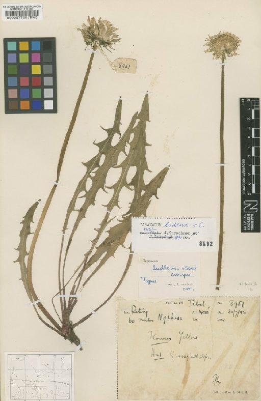 Taraxacum ludlowii Soest - BM000067790