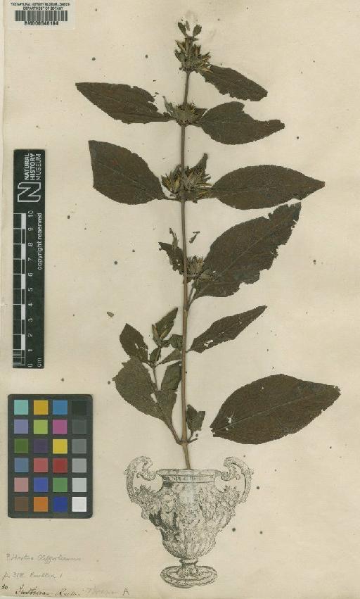 Ruellia strepens L. - BM000646184