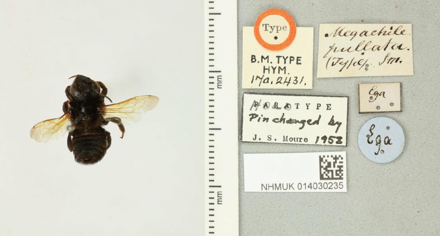 Megachile pullata thumbnail