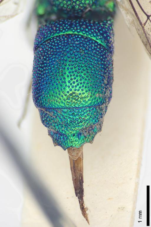 Chrysis chilena Mocsary, A., 1914 - Chrysis_chilena-BMNH(E)#970912_type-distal-2_5X