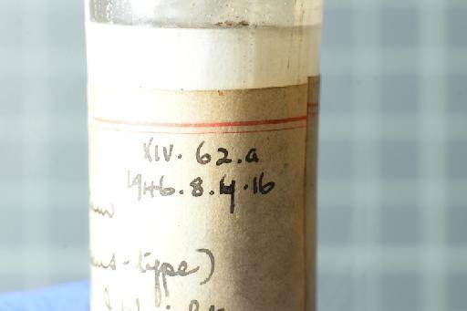 Lygosoma punctatum - Image of specimen 1946.8.7.16