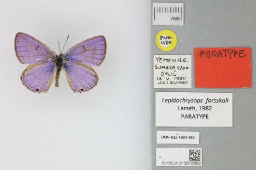 Lepidochrysops forsskali Larsen, 1982 - 013376658_Lepidochrysops_forsskali_Larsen_1982_PT