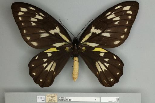 Ornithoptera victoriae regis Rothschild, 1895 - 013602481__