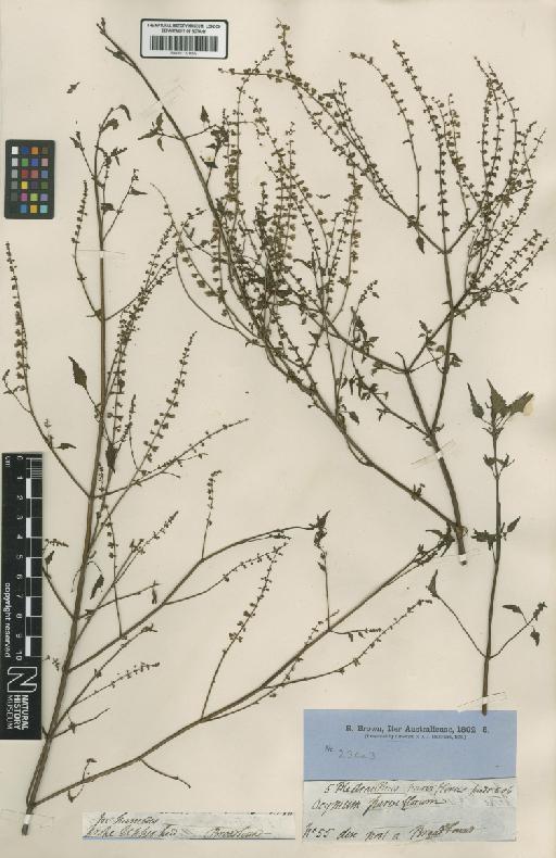 Basilicum polystachyon (L.) Moench - BM001191889
