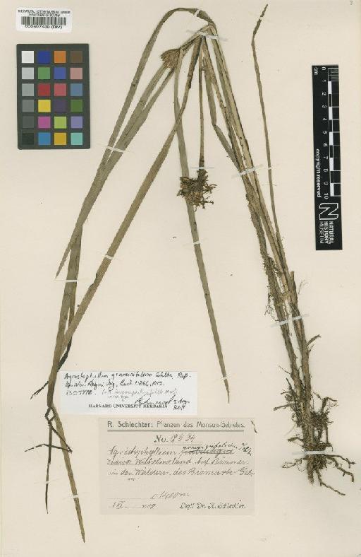 Agrostophyllum leucocephalum Schltr. - BM000507480