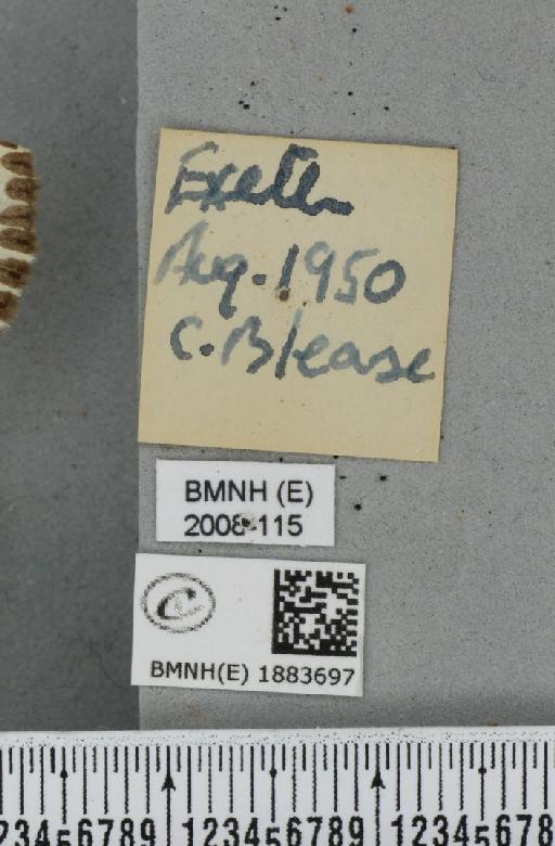Abraxas grossulariata (Linnaeus, 1758) - BMNHE_1883697_label_439480