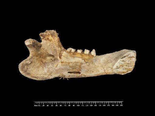 Mylodon darwinii Owen, 1840 - NHMUK PV M 8722d (2)