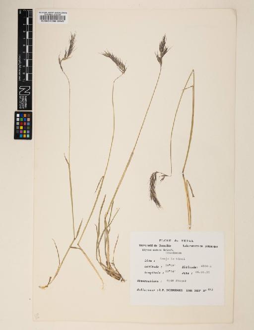 Elymus nutans Griseb. - 000064566