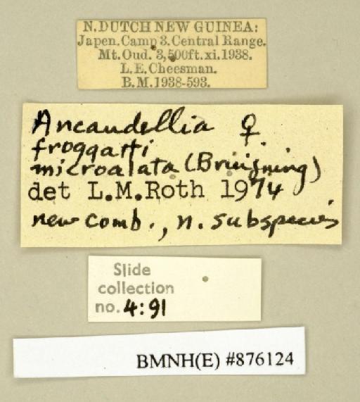 Ancaudellia froggatti microalata (Bruijning, 1947) - Ancaudellia froggatti microalata Bruijning, 1947, female, non type, labels. Photographer: Edward Baker. BMNH(E)#876124