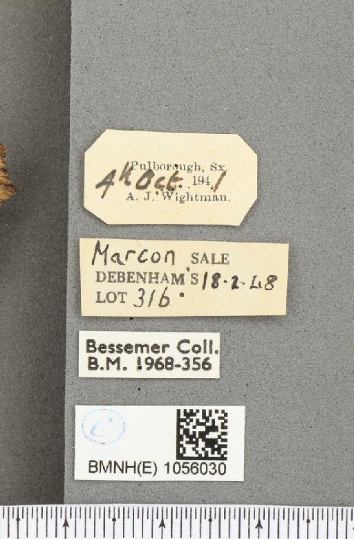 Aglais urticae ab. nigricaria Lambillion, 1902 - BMNHE_1056030_label_45325
