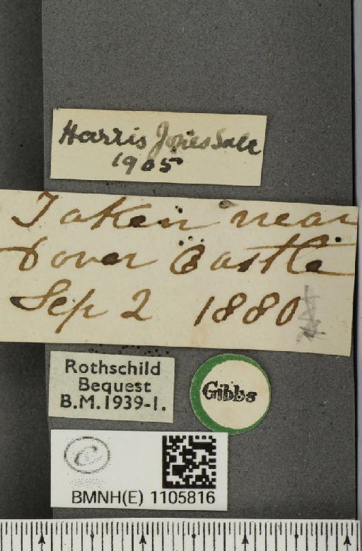 Issoria lathonia (Linnaeus, 1758) - BMNHE_1105816_label_17282