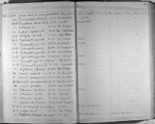 Eunice aphroditois - Zoology Accessions Register: Annelida & Echinoderms: 1924 - 1936: page 57