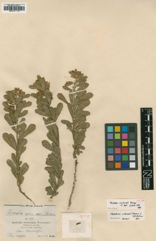 Otholobium wilmsii (Harms) C.H.Stirt. - BM001011123