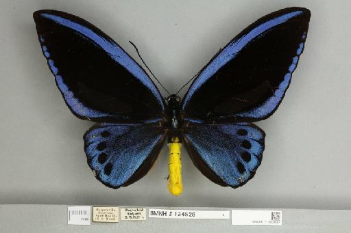 Ornithoptera priamus urvillianus Guérin-Méneville, 1829 - 013604587__