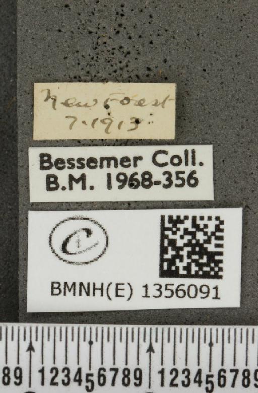 Plebejus argus argus ab. obsoleta Tutt, 1909 - BMNHE_1356091_label_153707