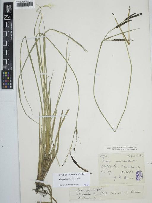 Carex elata All. - BM000954465C