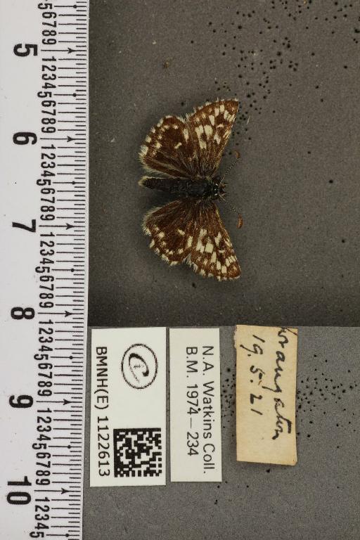 Pyrgus malvae (Linnaeus, 1758) - BMNHE_1122613_77406