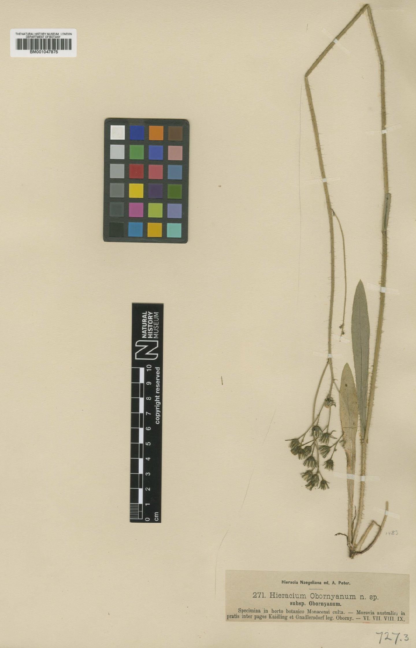 To NHMUK collection (Hieracium obornyanum Nägeli & Peter; Type; NHMUK:ecatalogue:2817587)