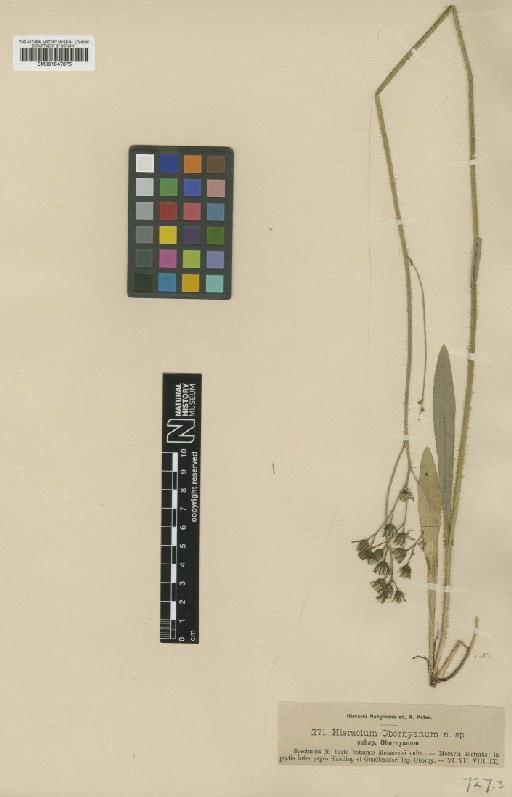 Hieracium obornyanum Nägeli & Peter - BM001047875