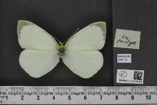 Pieris brassicae (Linnaeus, 1758) - BMNHE_1131619_a_97131