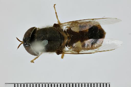 Odontomyia stylata Macquart, 1847 - NHMUK010628940_Odontomyia_stylata_ST_wholebody_dorsal