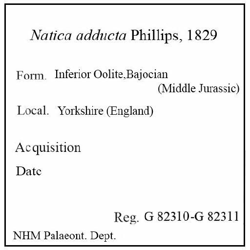 Natica adducta Phillips, 1829 - G 82310-G 82311. Natica adducta (label)