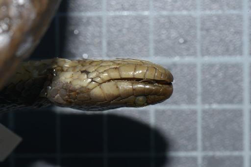 Helicops modestus Günther, 1861 - Image of specimen 1946.1.14.42