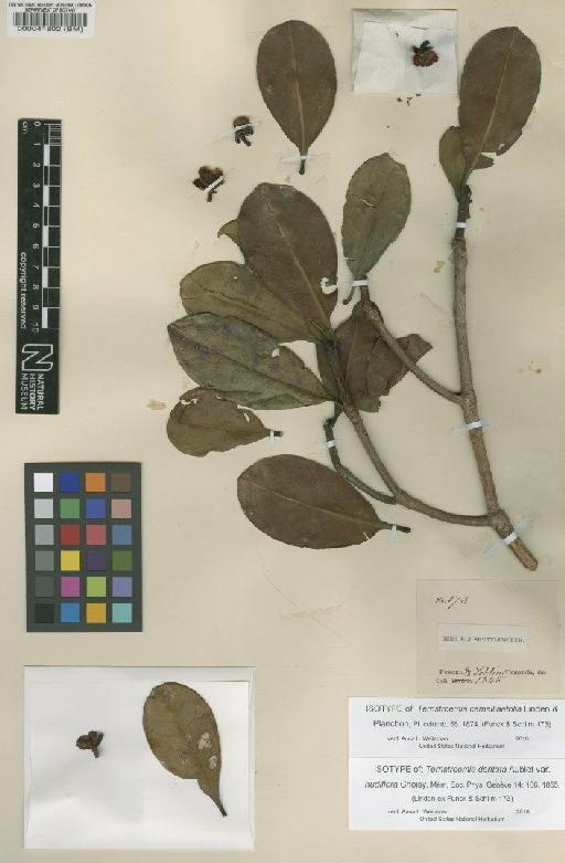 Ternstroemia camelliifolia Linden & Planch. - BM000041802