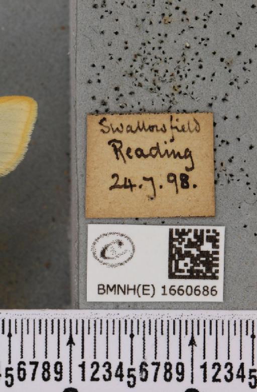 Cybosia mesomella (Linnaeus, 1758) - BMNHE_1660686_label_258196