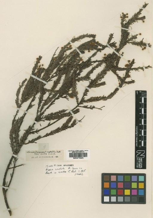 Acacia conferta A.Cunn. ex Benth. - BM000796578