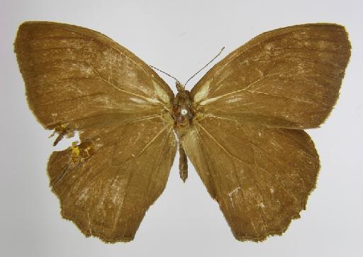 Taygetis zimri Butler, 1869 - BMNH(E)_1267101_Pseudodebis_(Taygetis)_zimri_Butler_T_female_ (2)