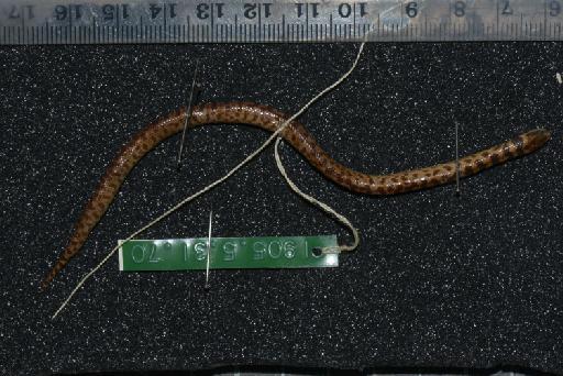 Atractus erythromelas Boulenger, 1903 - Image of specimen 1905.5.31.70
