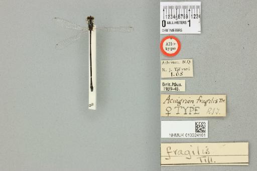 Aciagrion fragile (Tillyard, 1906) - 013324161_dorsal