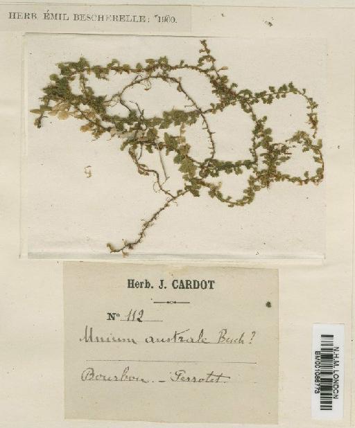 Plagiomnium rhynchophorum (Hook.) T.J.Kop. - BM001086773