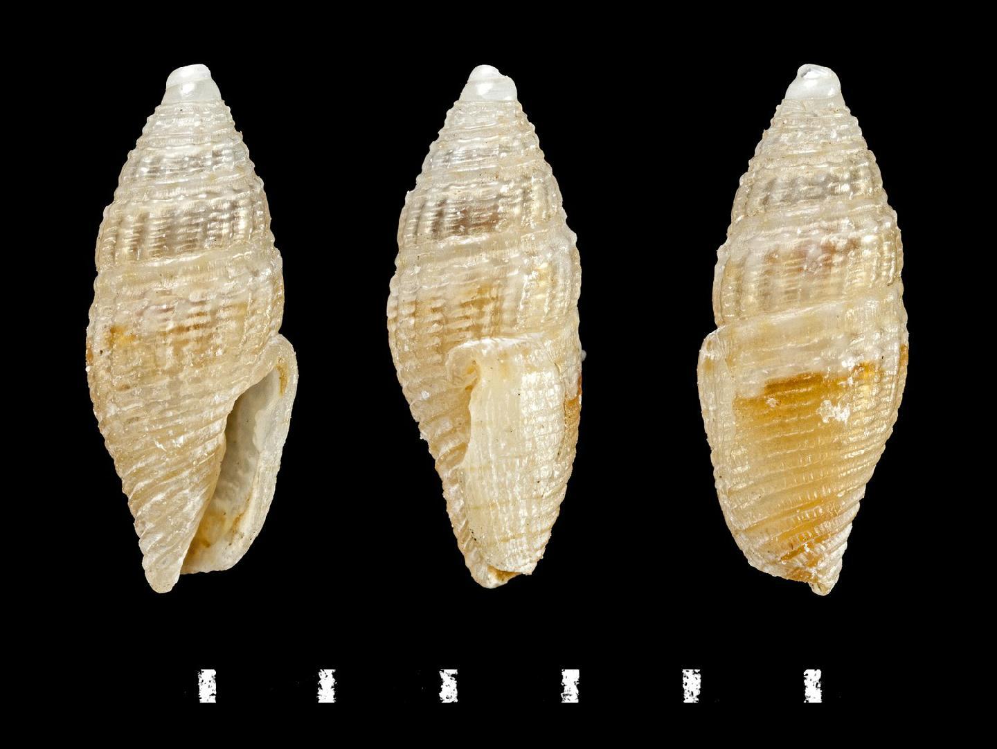 To NHMUK collection (Clavatula metula Hinds, 1843; HOLOTYPE; NHMUK:ecatalogue:5605228)