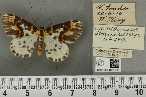 Abraxas grossulariata ab. cuneata Raynor, 1909 - BMNHE_1851536_414926