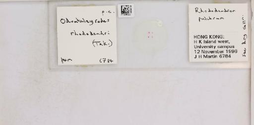 Pealius rhododendrae Takahashi, 1935 - 013488222_117725_1092324_157653_NonType