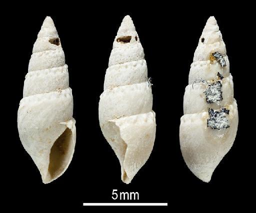 Pleurotoma (Defrancia) hormophora R. B. Watson, 1881 - 1887.2.9.1093-1095