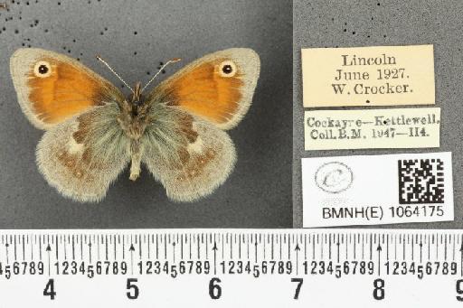 Coenonympha pamphilus ab. antirufa Leeds, 1950 - BMNHE_1064175_25210